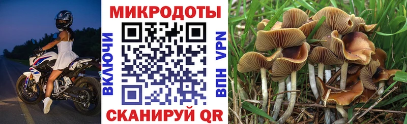 Псилоцибиновые грибы Psilocybine cubensis  Керчь 